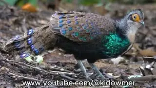 Male BORNEAN PEACOCK-PHEASANT, Borneo