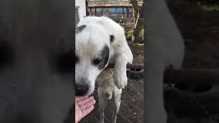среднеазиатская овчарка