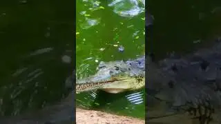 #monsterfish