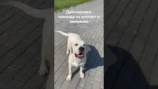 Дрессировка щенка. Команда «Лови»😊Отрабатываем контакт с собакой, получаем красивое выпажение👍😍