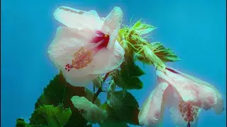 VELS. - hers [Official Lyric Video]