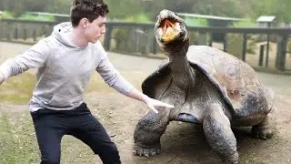 These 10 Animals Survived What Dinosaurs Couldn't