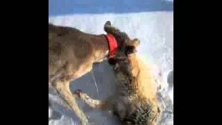 Охота с тазы на лису.