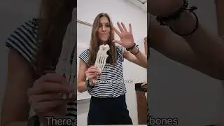 How many bones in 1 human foot?