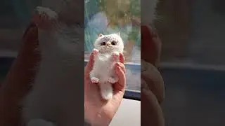 Котик в смешанной технике, ручная работа 😍