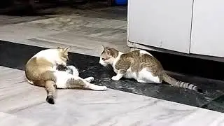 cat family