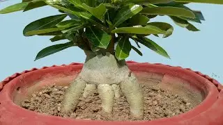 Root Training of a Wonderful Adenium Bonsai (with update)