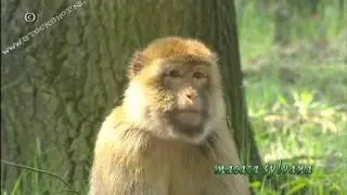 Barbary Macaque - Magot - macaca sylvanus