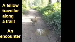 #Shorts Trail Monkey Encounter