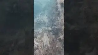 Octopus mimics Parrot fish 🐙🐠 #ocean #octopus #sealife