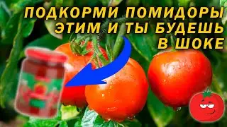 Подкорми помидоры томатной пастой, и их не остановить!