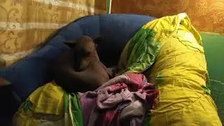 новые лица Панда