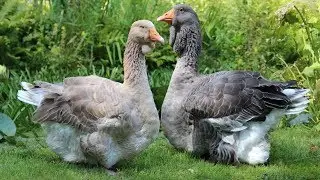 Toulouse Geese | Large Grey Impressive