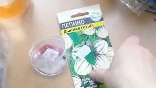 Дынная груша ПЕПИНО сажаем. Готовимся к посадкаи. И что в планах.