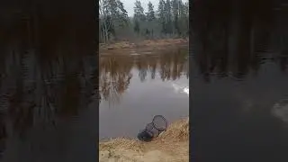 За неуловимой вимбой.Сезон 2024.
