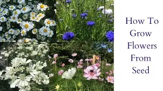 How To Sow Seeds For A Cut Flower Garden