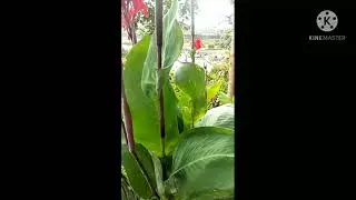 gardening at home  Nature Youtuber