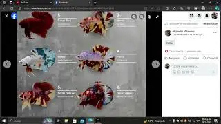 Variantes de coloracíon Betta splendens