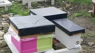 Пчелы отказывались облетываться!