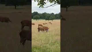 Море оленей в парке Ричмонда