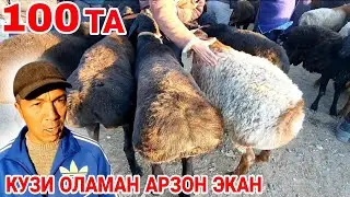 КОЙ КОЗИ КОЧКОР НАРХИ! ЧИРОКЧИ МОЛ БОЗОРИ НАРХЛАРИ CHIROQCHI MOL BOZORI NARXLARI