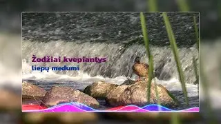 Prie malūno Viekšniuose