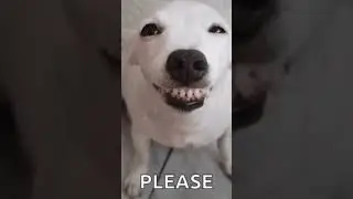 @SIBERIA2517