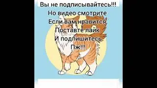 Коты водители клип : востановить на англискоом
