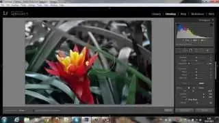 Как выделить объект цветом в Lightroom