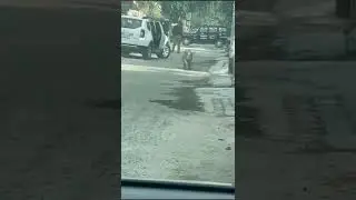leopard attack in india