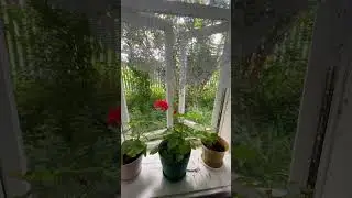 В деревне летом