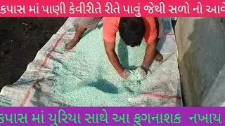 કપાસ માં યુરિયા  માં સલ્ફર અને  saaf powder ( ફુગનાશક ) ભેળવી ને નાખી પાણી ચાલુ કરું