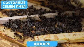 Status of bee colonies in early January | Wintering bees