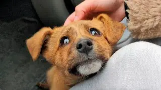 El Último Adiós de un Perro a su Dueño en la Cama del Hospital 😥 // *INTENTA NO LLORAR*