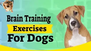 Brain Training Exercises For Dogs