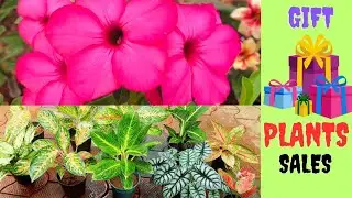 ഈ ചെടികൾ വിൽപ്പനയ്ക്ക്  - 8547300884