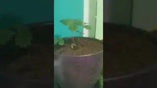 Мои покемоны
