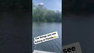 Big Gator Lurking In Florida Lake While Fishing