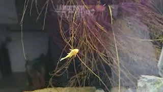 Baby Bristlenoses the best thing to remove black beard algae