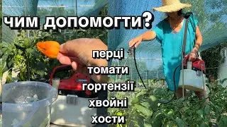 Ранок почався з підживки перців, томатів, гортензій, хвойних, хост.