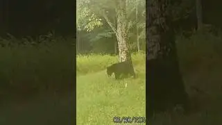 Black Bear chowin down on Clover #2024 #blackbearhunting #new #clover #foodplot #blackbear #trailcam