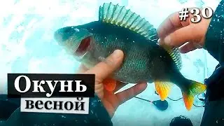 Где же весенние лапти. Ловля окуня на реке Свирь. Зимняя рыбалка 2017.