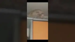 Кот Киря залез на высокую полку и не может спуститься!