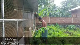 Pak Tua Beri makan Ayam Hutan Hijau di penangkaran Mat Jhu LOMBOK