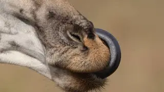 What I Learned from These Bizarre Creature Tongues Will Blow Your Mind