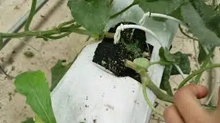 ҚОВУН БИЗНEСИ КОРEЯДАН ҚОВУН ЭКИШ СИРЛАРИ