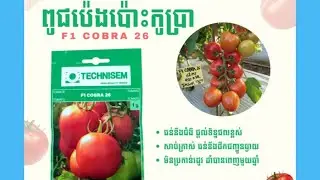 ពូជប៉េងប៉ោះកូប្រា
