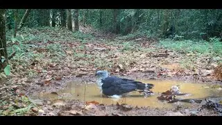 Gray-headed Kite - Tico Times
