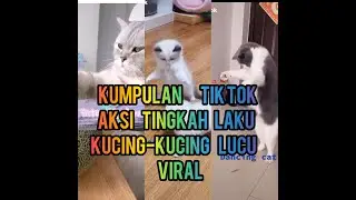 Kumpulan tik tok  aksi tingkah laku kucing lucu viral