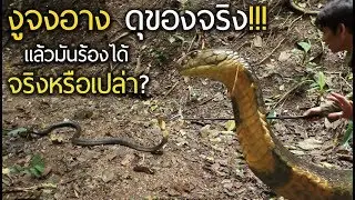 Nick Wildlife EP 12 ดุของจริง!!! เมื่อจงอางไล่กวด